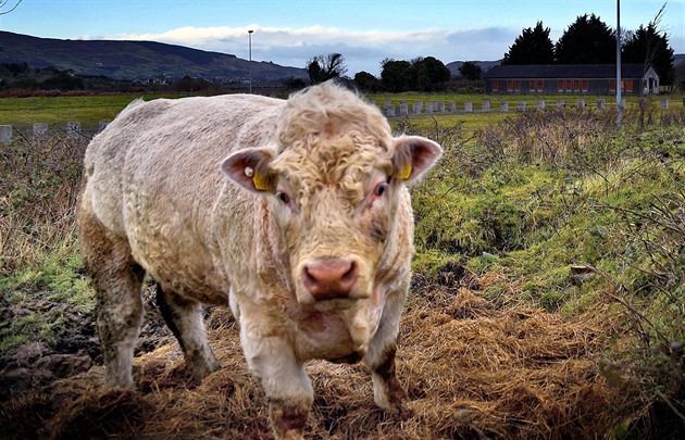 Z ohrady na Strakonicku utekl půltunový býk. Může být nebezpečný, varuje policie