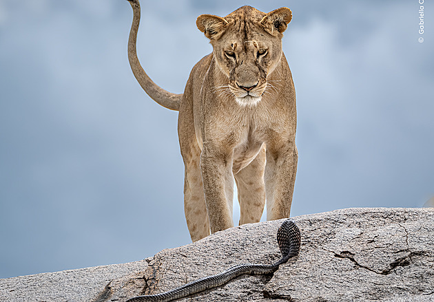 Lev shlíží na kobru, gepardi se učí lovit. Fotky oslavují divokou přírodu
