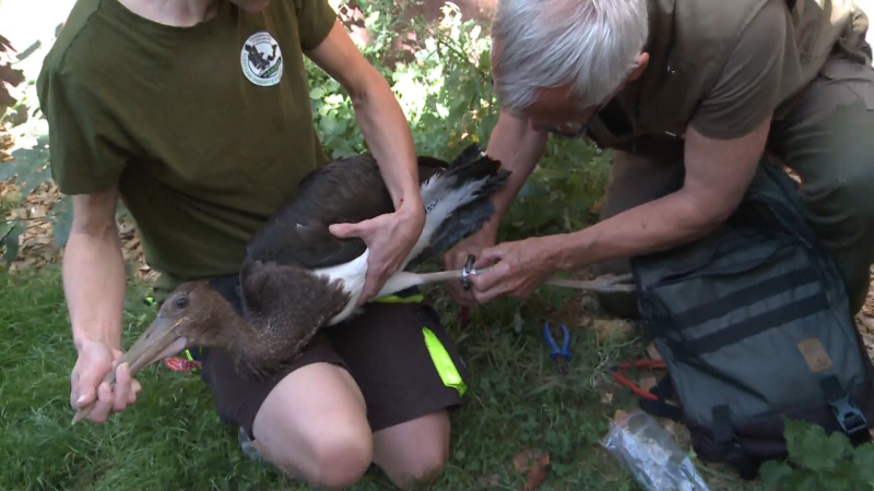 Na Chrudimsku vypustili čápy ze záchranné stanice. Dva byli černí, od bílých se liší povahou
