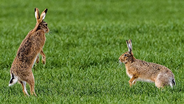 Do Česka se dostala nebezpečná nemoc červených očí, zajíci hynou do několika dní