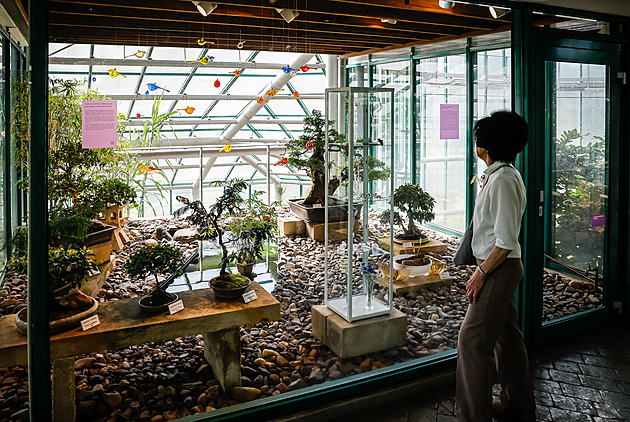 Skleněné rostliny mezi živými. Návštěvníci botanické si je mohou snadno splést