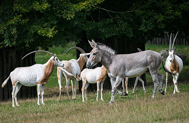 Agresivní osel byl nevyužitelný k rozmnožování, zaskočit musel samec z Liberce