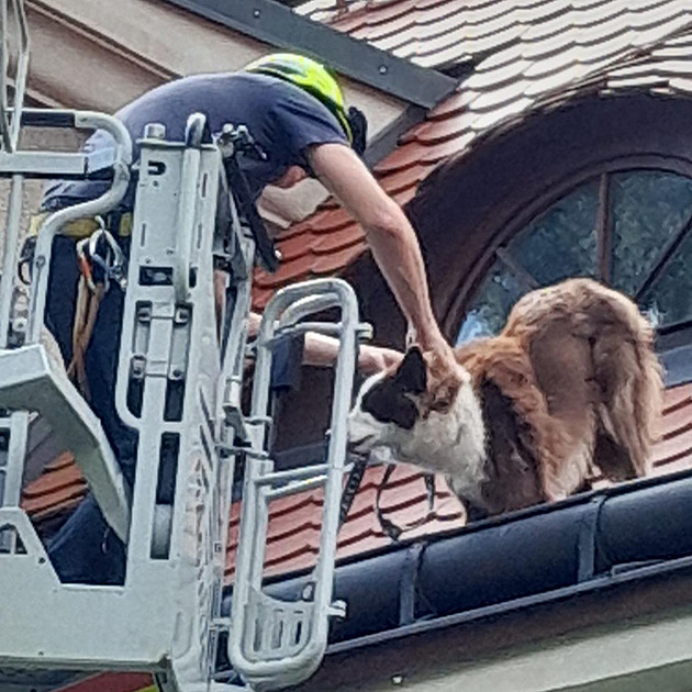 Hasiči zachraňovali psa ze střechy domu, na žebříku k němu vyzdvihli i majitele