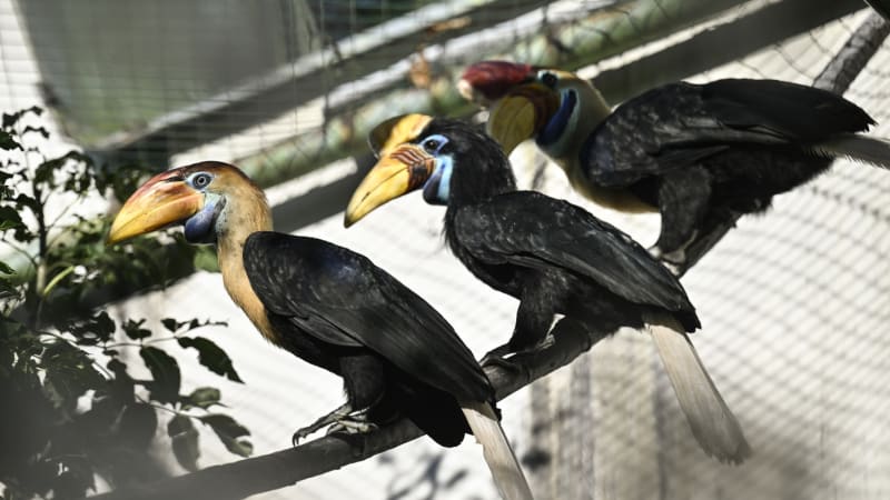 Nadšení ve zlínské zoo: Poprvé se vylíhlo mládě zoborožce, narození v hnízdě zachytila kamera