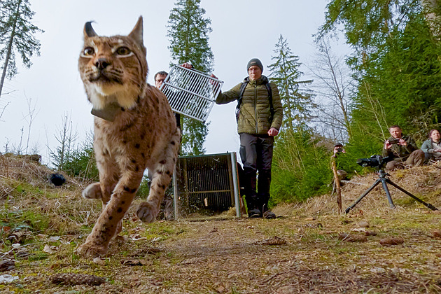 Do Krušných hor se vrátili další dva rysi, před vypuštěním absolvovali výcvik