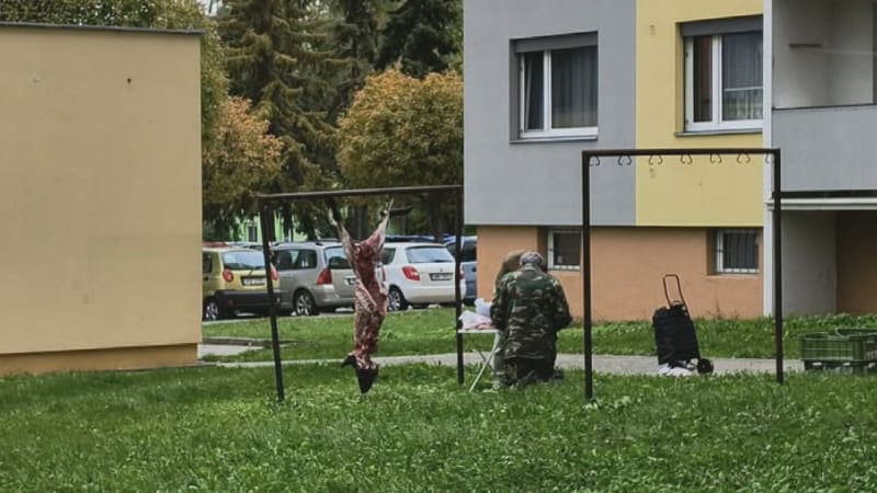 Divočáka porcoval v Olomouci mezi paneláky. Muž si ho pověsil na sušák, věc řešili strážníci