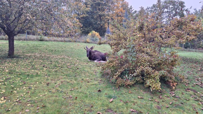 Los Lojsa prohnal policisty: Na Klatovsku pronikl na jednu ze zahrad a majitelce sežral jablka