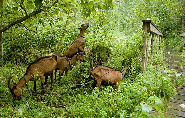 Peklo obsadily rohaté bytosti, pomáhají od plevele a náletů