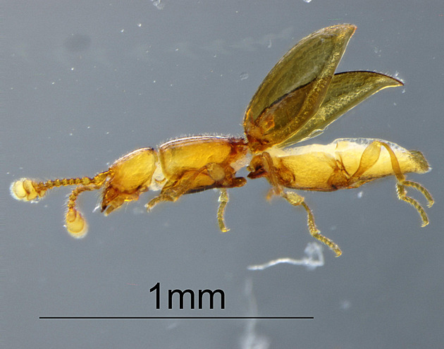 Nemá ani milimetr. Olomoučtí vědci se podíleli na objevení neznámého brouka