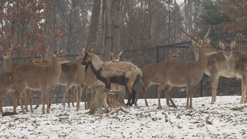Druh jelena je na pokraji vyhynutí, přesto ho myslivci musí střílet. Je nežádoucí, tvrdí EU