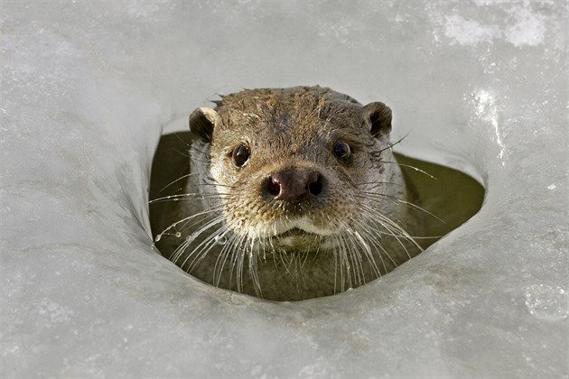 Vydry na Vysočině likvidují chovy ryb, kraj loni vyplatil rekordně vysoké náhrady