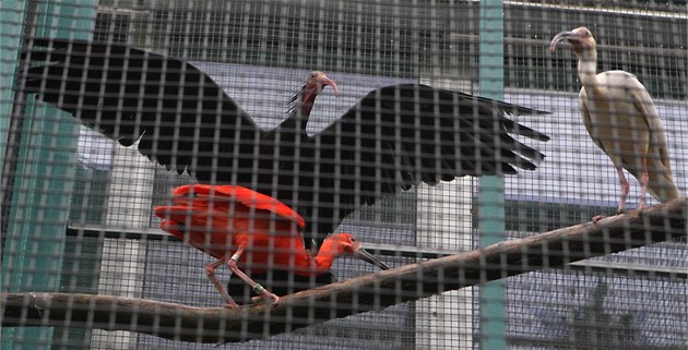 V pražské zoo se nakazil chřipkou pták v izolaci, celkem už uhynulo 40 opeřenců